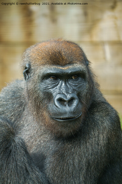 Gorilla Close-Up Picture Board by rawshutterbug 