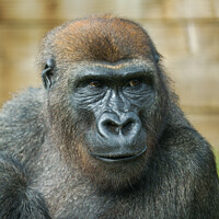 Buy canvas prints of Gorilla Close-Up by rawshutterbug 