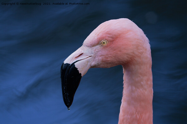 Flamingo  Picture Board by rawshutterbug 