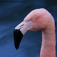 Buy canvas prints of Flamingo  by rawshutterbug 