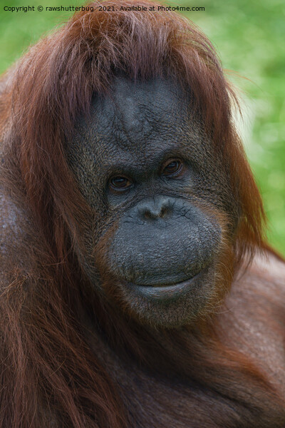 Orangutan Mother Portrait Picture Board by rawshutterbug 