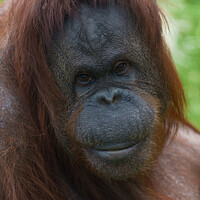 Buy canvas prints of Orangutan Mother Portrait by rawshutterbug 