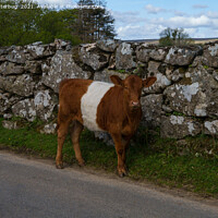 Buy canvas prints of Belted Galloway Cow - Oreo Cow by rawshutterbug 