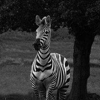 Buy canvas prints of Zebra By The Tree by rawshutterbug 