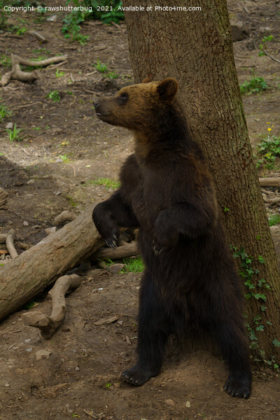 Grizzly Bear Scratching His Back On A Tree Picture Board by rawshutterbug 