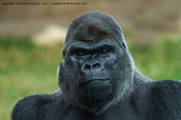The Boss - The Silverback Picture Board by rawshutterbug 