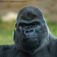 Buy canvas prints of The Boss - The Silverback by rawshutterbug 
