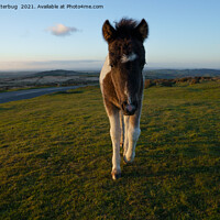 Buy canvas prints of Dartmoor Foal by rawshutterbug 