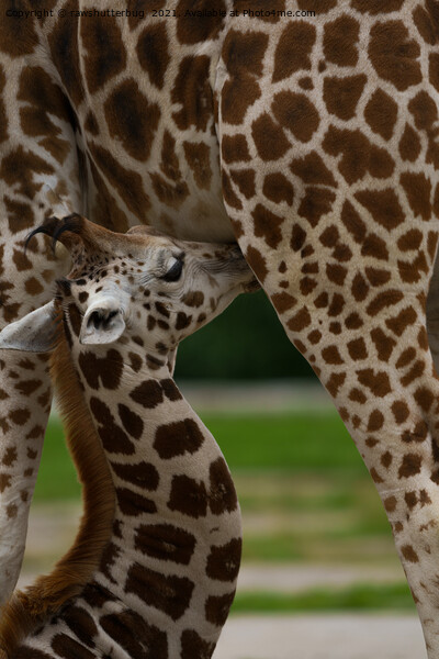 Mother and Baby Giraffe Picture Board by rawshutterbug 