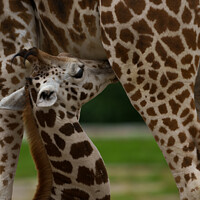 Buy canvas prints of Mother and Baby Giraffe by rawshutterbug 