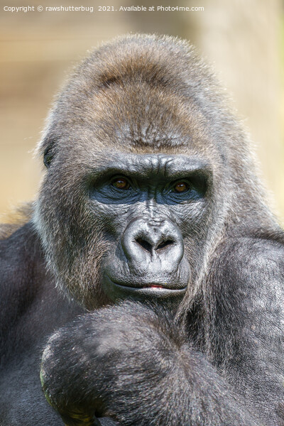 Gorilla Close-Up Portrait Picture Board by rawshutterbug 