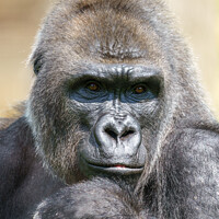 Buy canvas prints of Gorilla Close-Up Portrait by rawshutterbug 