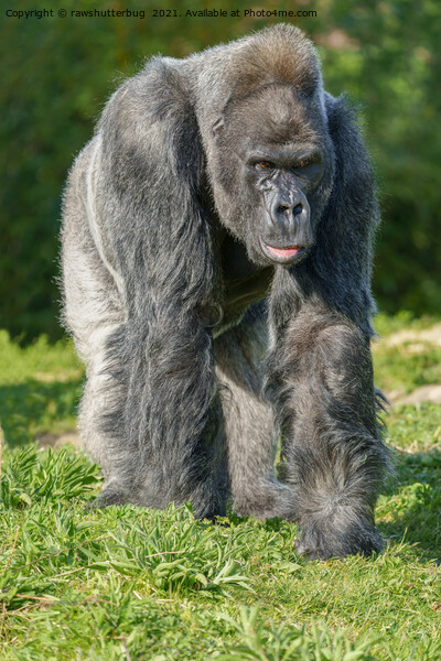Silverback Gorilla Walking Through The Grass Picture Board by rawshutterbug 