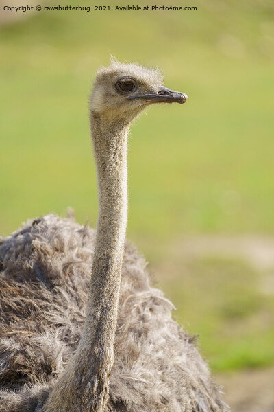 Emu Picture Board by rawshutterbug 