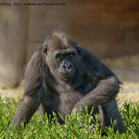 Buy canvas prints of Gorilla Youngster by rawshutterbug 