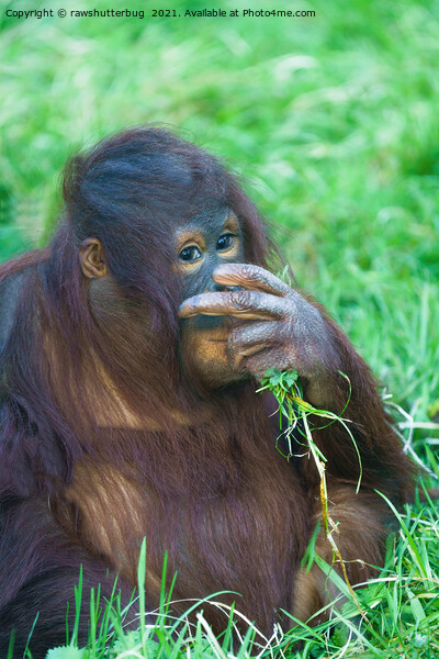 Sneaky Look From The Orangutan Youngster Picture Board by rawshutterbug 