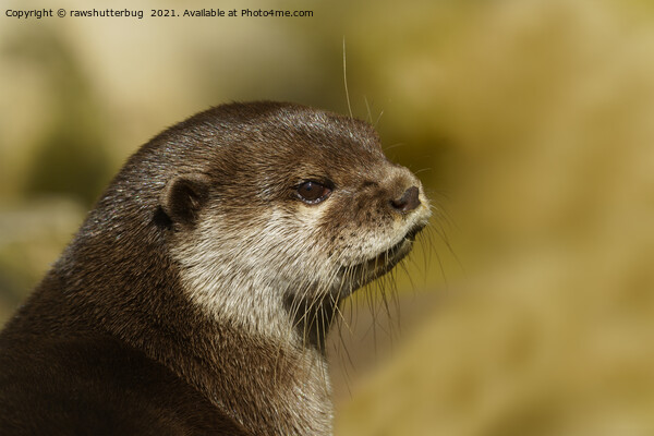 Otter Looking Over His Shoulder Picture Board by rawshutterbug 