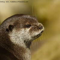 Buy canvas prints of Otter Looking Over His Shoulder by rawshutterbug 
