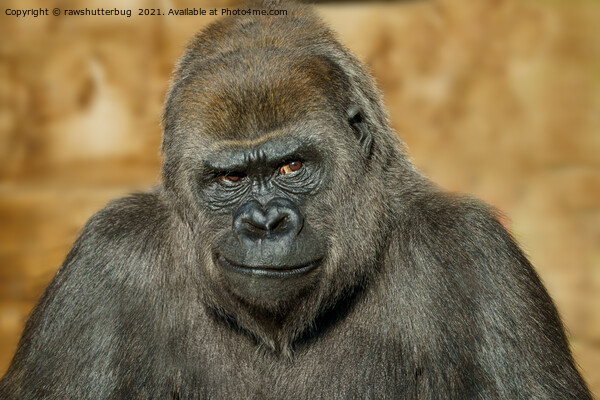 Gorilla Mothers Famous Disapproving Look Picture Board by rawshutterbug 