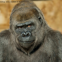 Buy canvas prints of Gorilla Mothers Famous Disapproving Look by rawshutterbug 