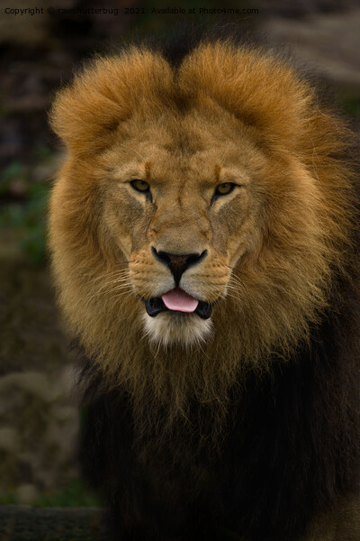 Majestic Lion Sticking Out His Tongue Picture Board by rawshutterbug 