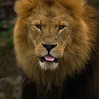 Buy canvas prints of Majestic Lion Sticking Out His Tongue by rawshutterbug 