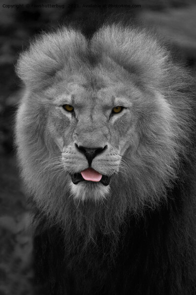 Majestic Lion Sticking Out His Tongue  Picture Board by rawshutterbug 
