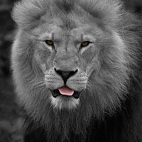 Buy canvas prints of Majestic Lion Sticking Out His Tongue  by rawshutterbug 