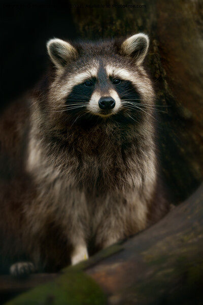 Raccoon Portrait Picture Board by rawshutterbug 