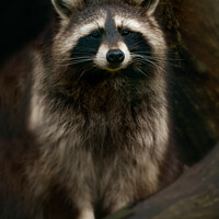 Buy canvas prints of Raccoon Portrait by rawshutterbug 