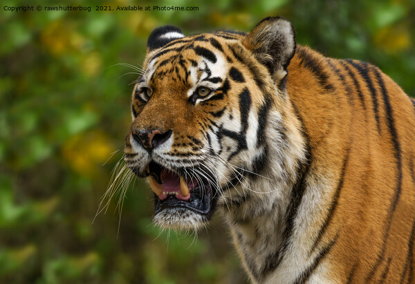 Tiger Showing His Teeth Picture Board by rawshutterbug 