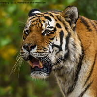 Buy canvas prints of Tiger Showing His Teeth by rawshutterbug 