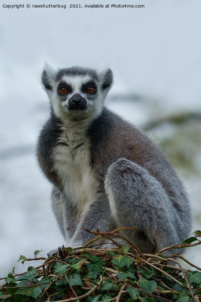Ring Tailed Lemur Picture Board by rawshutterbug 