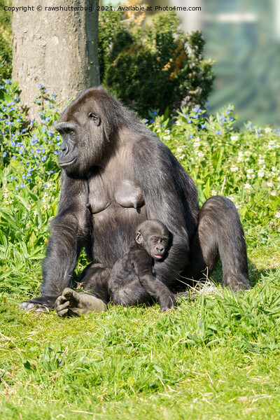 Gorilla Baby In Mother's Arm Picture Board by rawshutterbug 