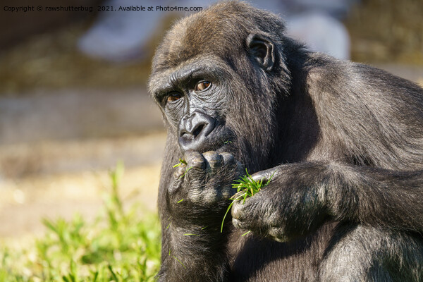 Gorilla Youngster  Picture Board by rawshutterbug 
