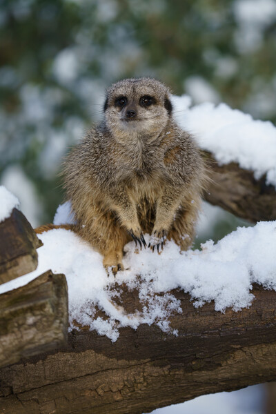 Meerkat In The Snow Picture Board by rawshutterbug 