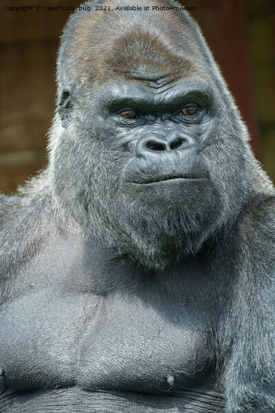 The Handsome Silverback Picture Board by rawshutterbug 