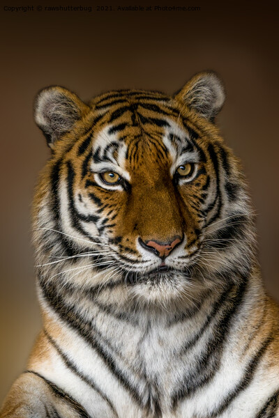 Tiger Profile Picture Board by rawshutterbug 