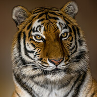 Buy canvas prints of Tiger Profile by rawshutterbug 