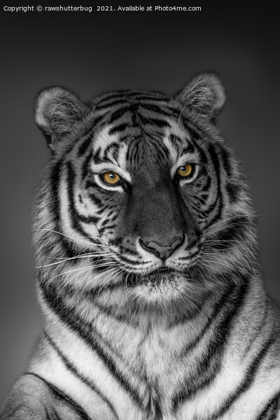 Tiger Profile  Picture Board by rawshutterbug 