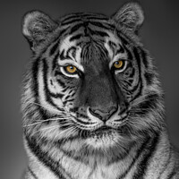 Buy canvas prints of Tiger Profile  by rawshutterbug 
