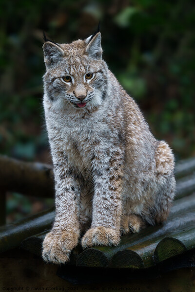 Lynx Youngster Sitting In The Rain Picture Board by rawshutterbug 