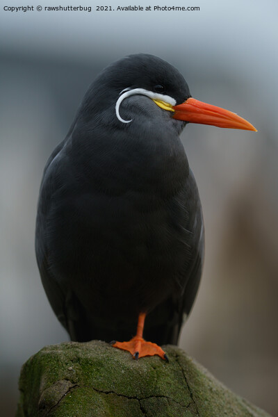 Inca Tern Picture Board by rawshutterbug 