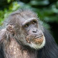 Buy canvas prints of Chimpanzee by rawshutterbug 