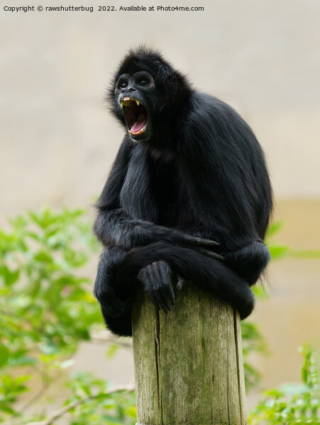 Black-headed spider monkey showing his teeth Picture Board by rawshutterbug 