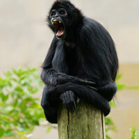 Buy canvas prints of Black-headed spider monkey showing his teeth by rawshutterbug 