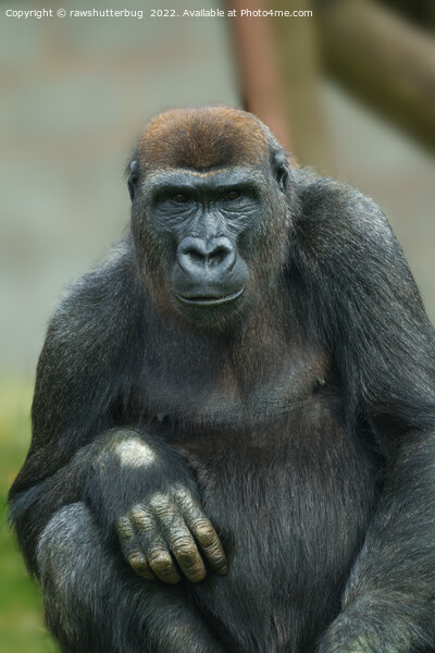 Gorilla Lope Pose Picture Board by rawshutterbug 