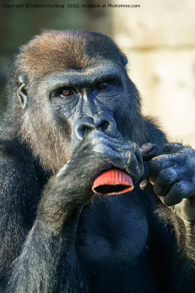 Snacking Gorilla Picture Board by rawshutterbug 