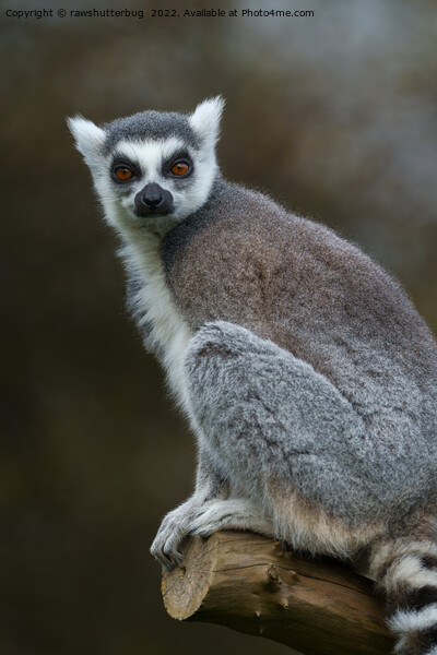 Ring Tailed Lemur Picture Board by rawshutterbug 