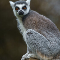 Buy canvas prints of Ring Tailed Lemur by rawshutterbug 